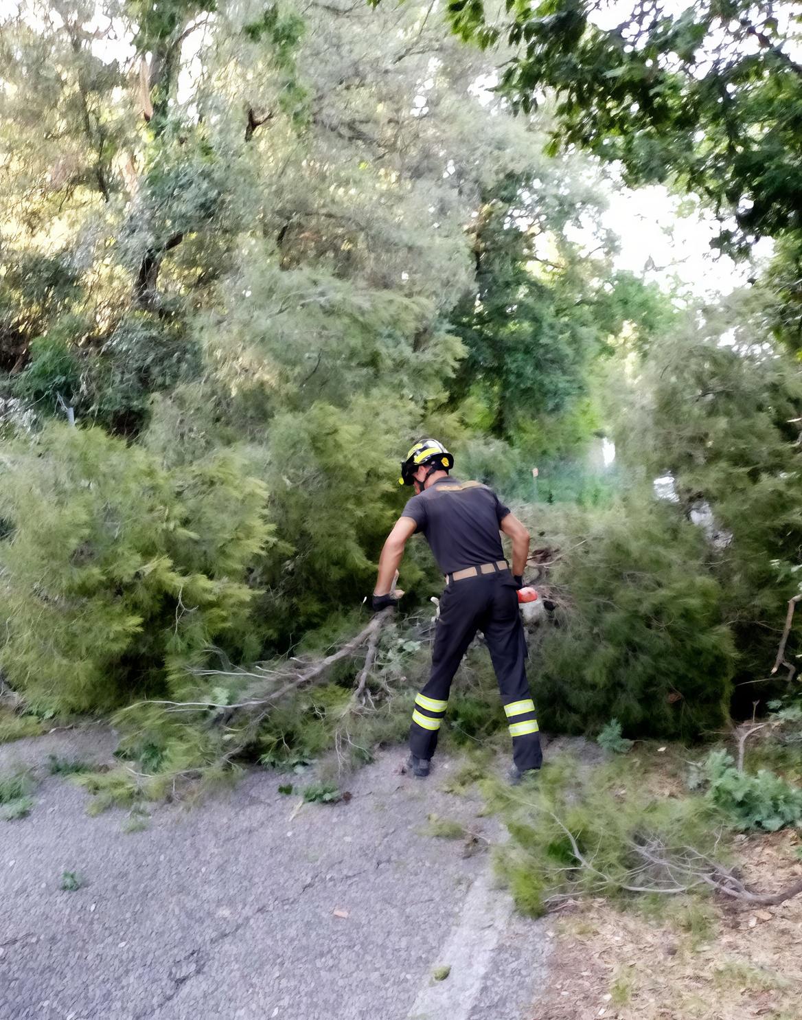 Albero cade in via Striscioni. Passa un’auto: tragedia sfiorata Albero cade in via Striscioni. Passa un’auto: tragedia sfiorata