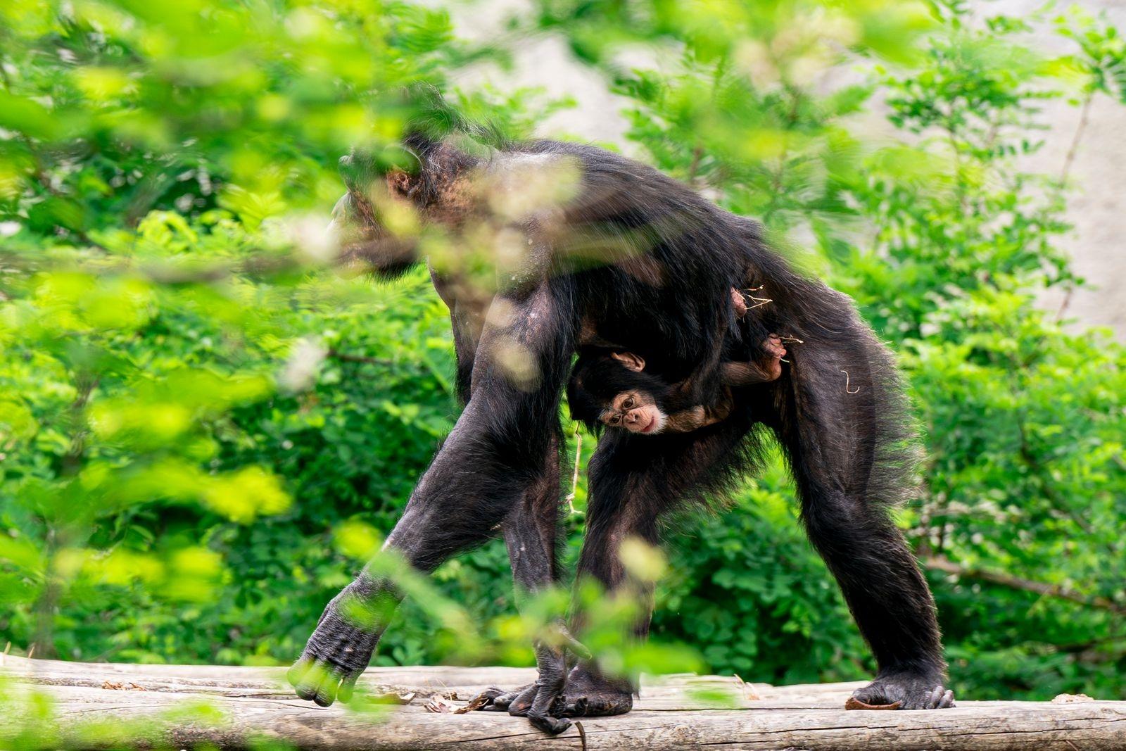 Fiocco azzurro al Safari Ravenna: nato Tom, il primo scimpanzé in Italia di una rara specie