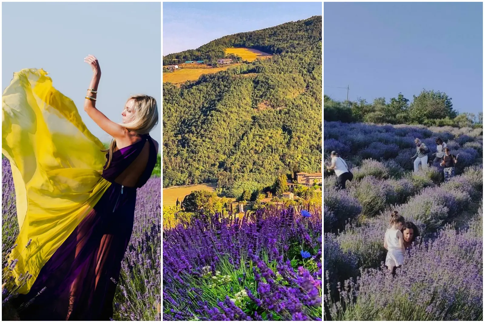 campi di lavanda in emilia romagna dove ammirare la fioritura viola
