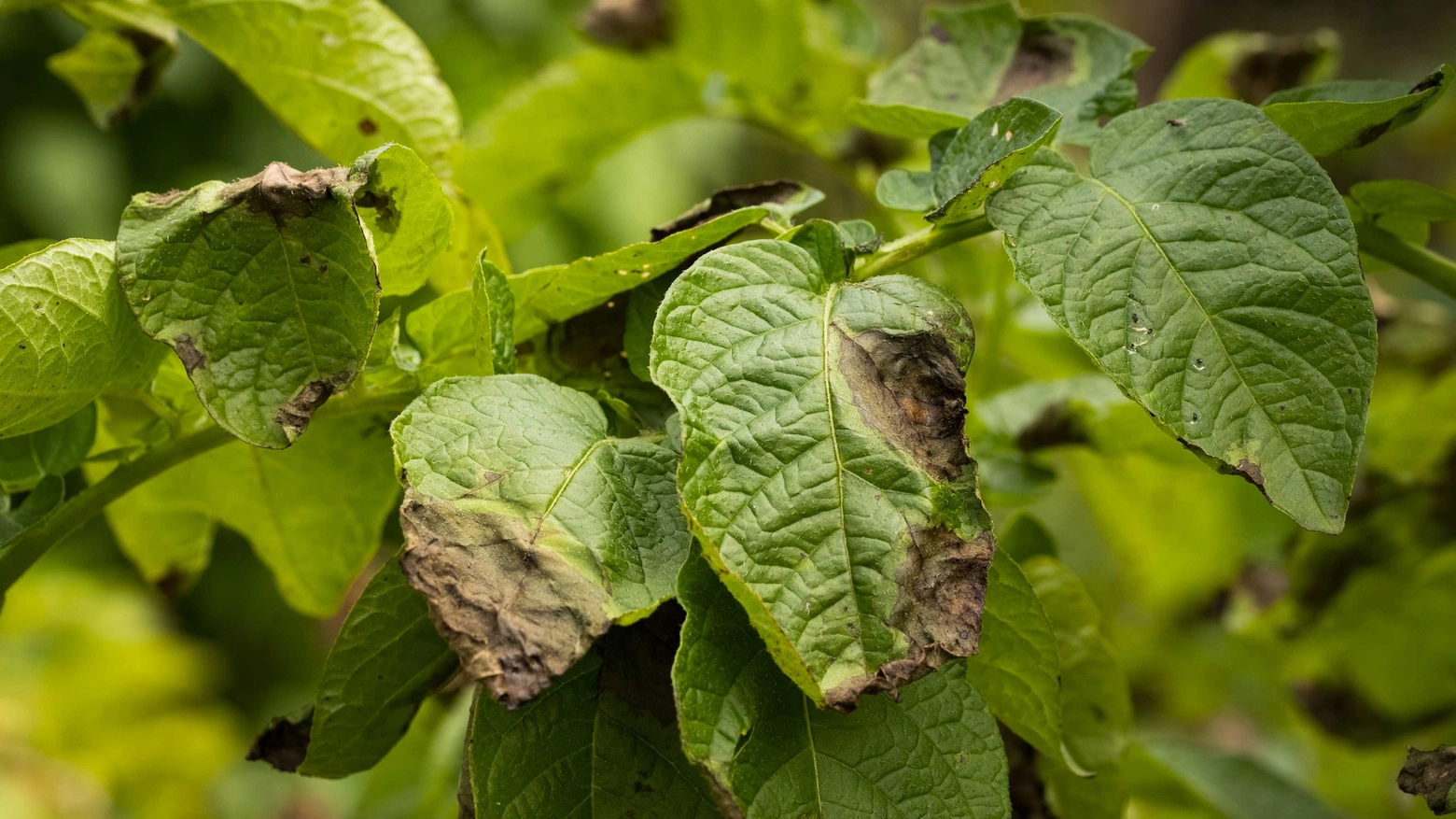 La zeolite protegge la pianta da parassiti e muffe in modo naturale.