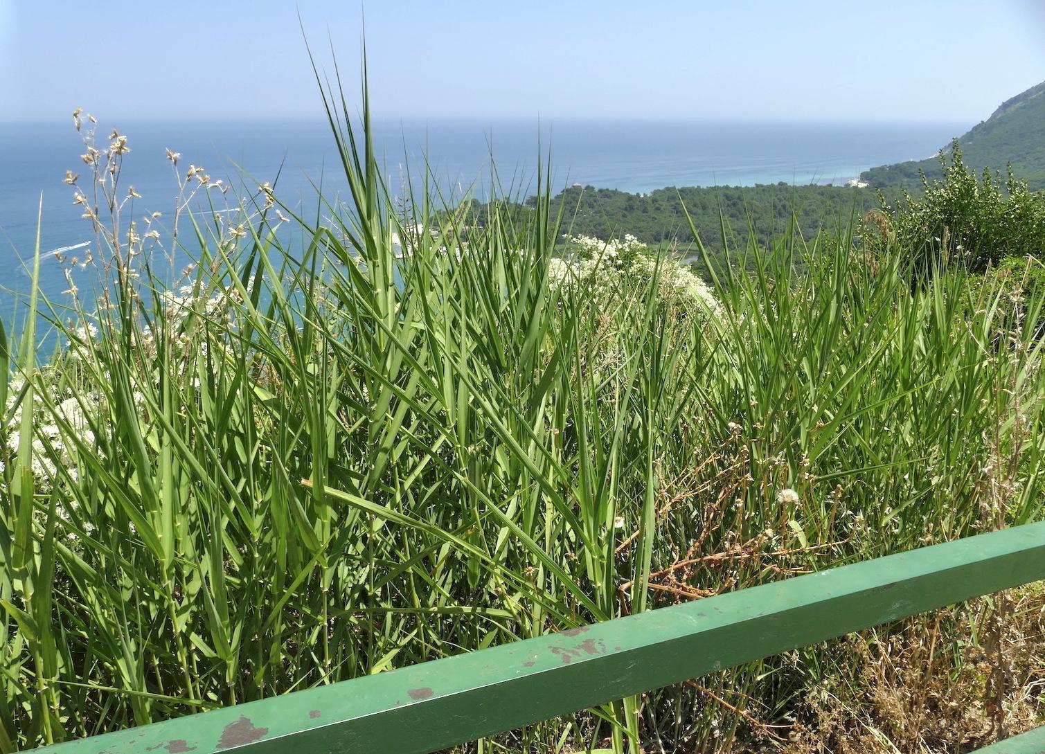Portonovo, luci e ombre. Il belvedere è una savana: "I lavori sono in ritardo" Portonovo, luci e ombre. Il belvedere è una savana: "I lavori sono in ritardo"