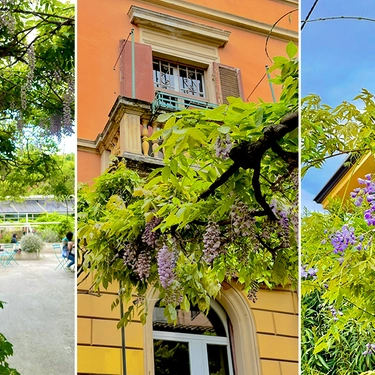Glicini in fiore, la mappa: dove ammirarli a Bologna