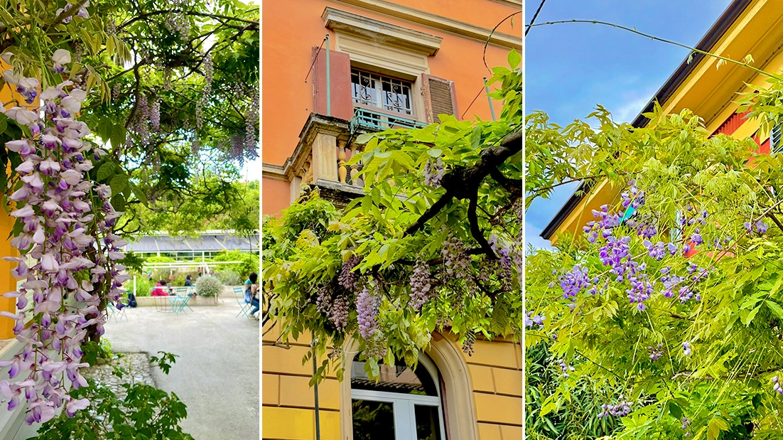 Dal centro storico ai colli, dalla zona Saragozza alle Serre dei Giardini Margherita: ecco gli scorci di primavera più belli (e profumati) della nostra città