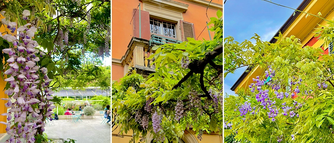Dal centro storico ai colli, dalla zona Saragozza alle Serre dei Giardini Margherita: ecco gli scorci di primavera più belli (e profumati) della nostra città