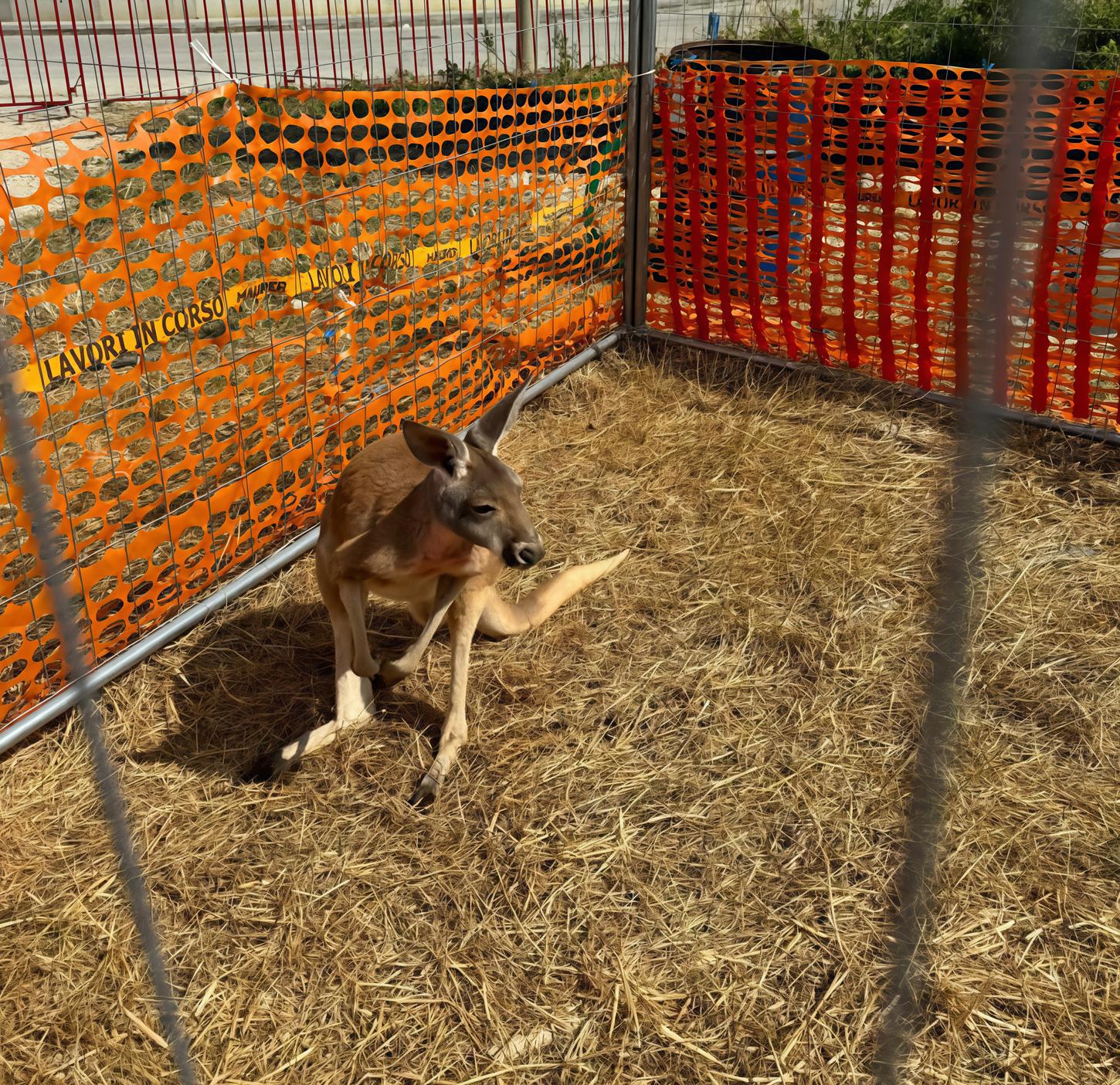 canguro sequestrato al circo orfei a osimo