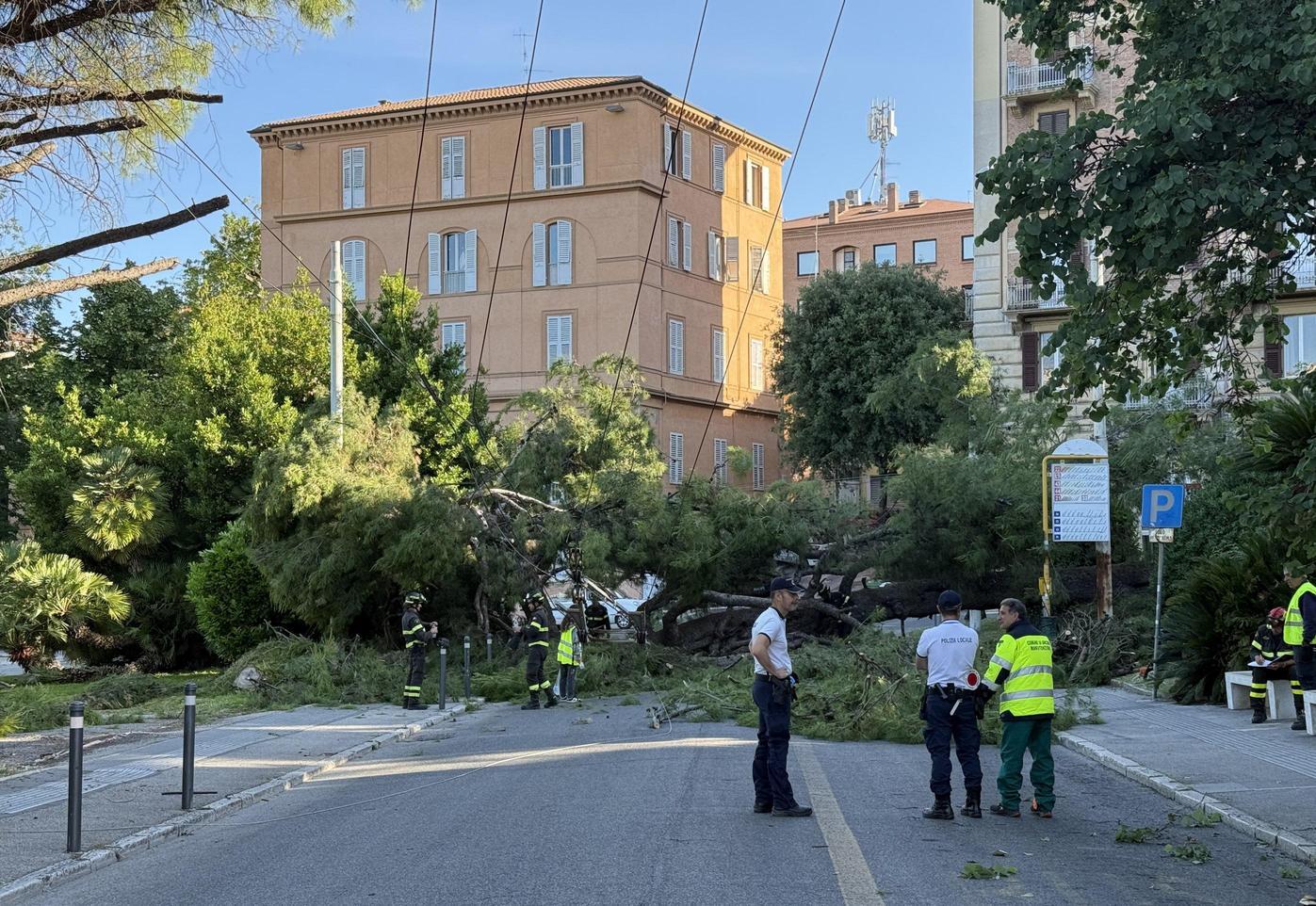 Crollo in piazza Cavour. Cade un pino centenario vicino alla fermata bus. Strage sfiorata nella notte Crollo in piazza Cavour. Cade un pino centenario vicino alla fermata bus. Strage sfiorata nella notte