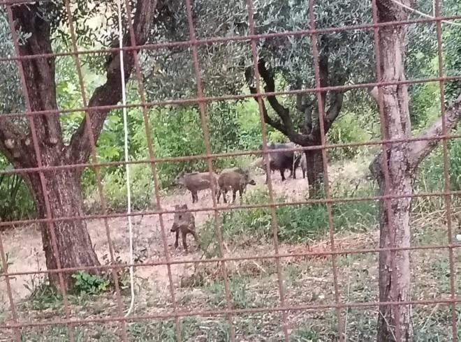 avvistata una famiglia di cinghiali vicino al cimitero
