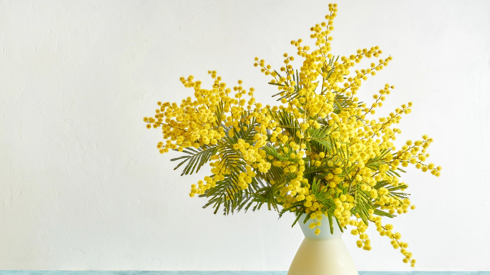 Quanto costano e come si conservano le mimose, pianta simbolo della Festa delle donne
