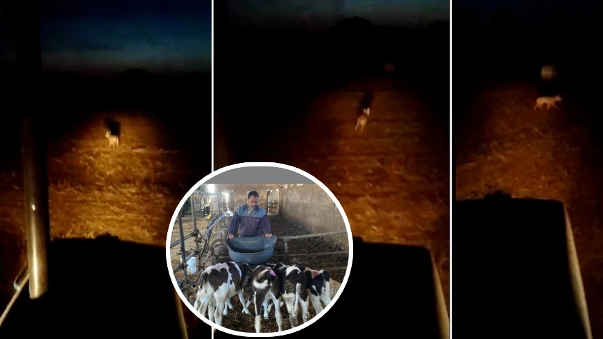 Lupio ad Argelato, alcuni fermo immagine del video; nel tondo, l'allevatore Cristiano Tolomelli