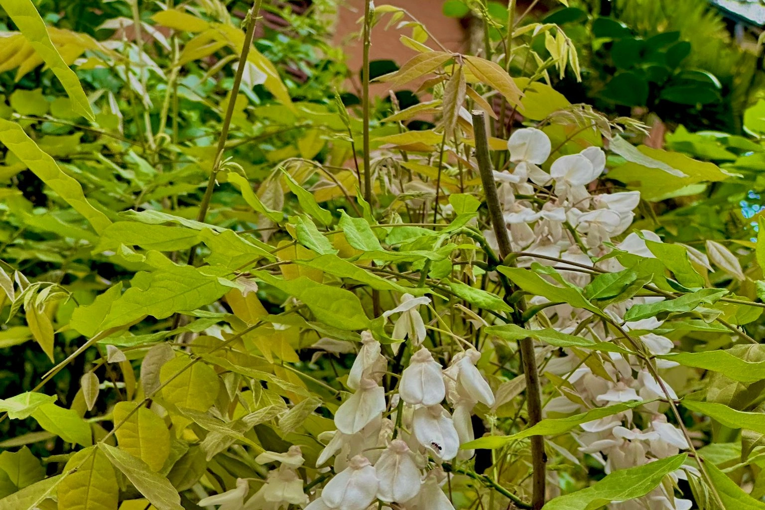 Il glicine bianco in un giardino privato di via Putti
