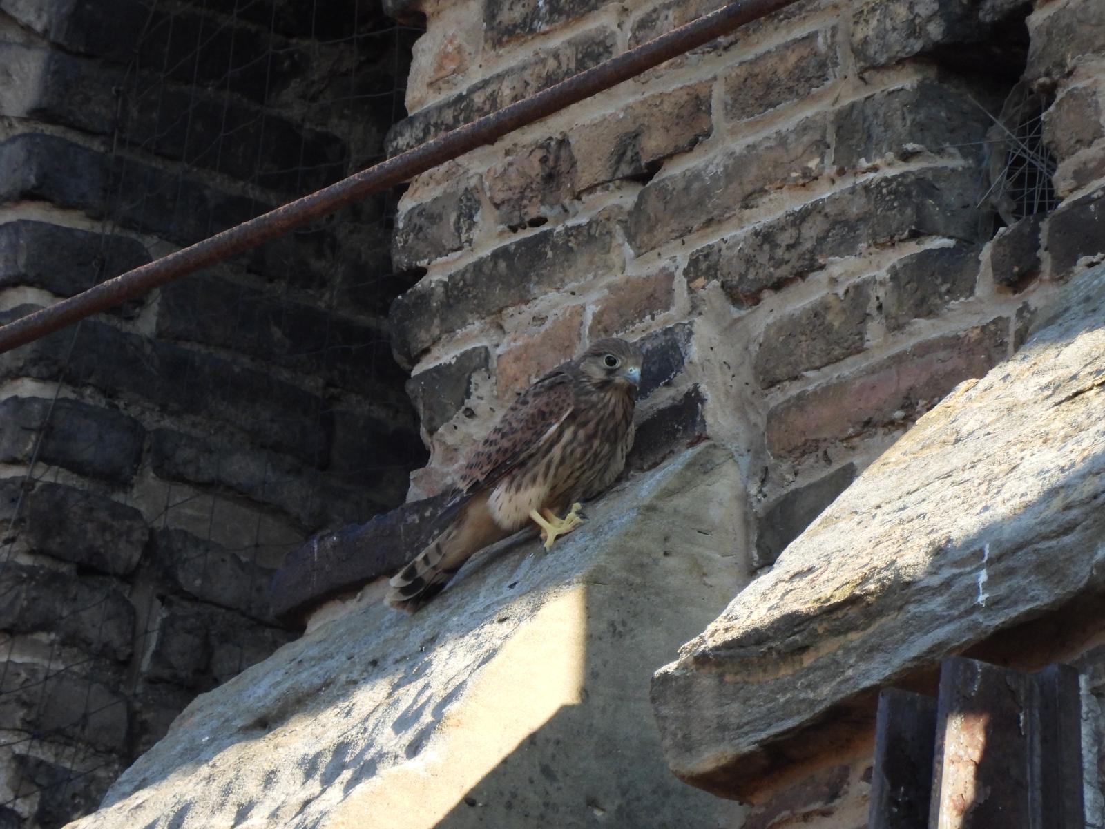 Il ritorno dei falchi sulla torre degli Asinelli a Bologna Il ritorno dei falchi sulla torre degli Asinelli a Bologna