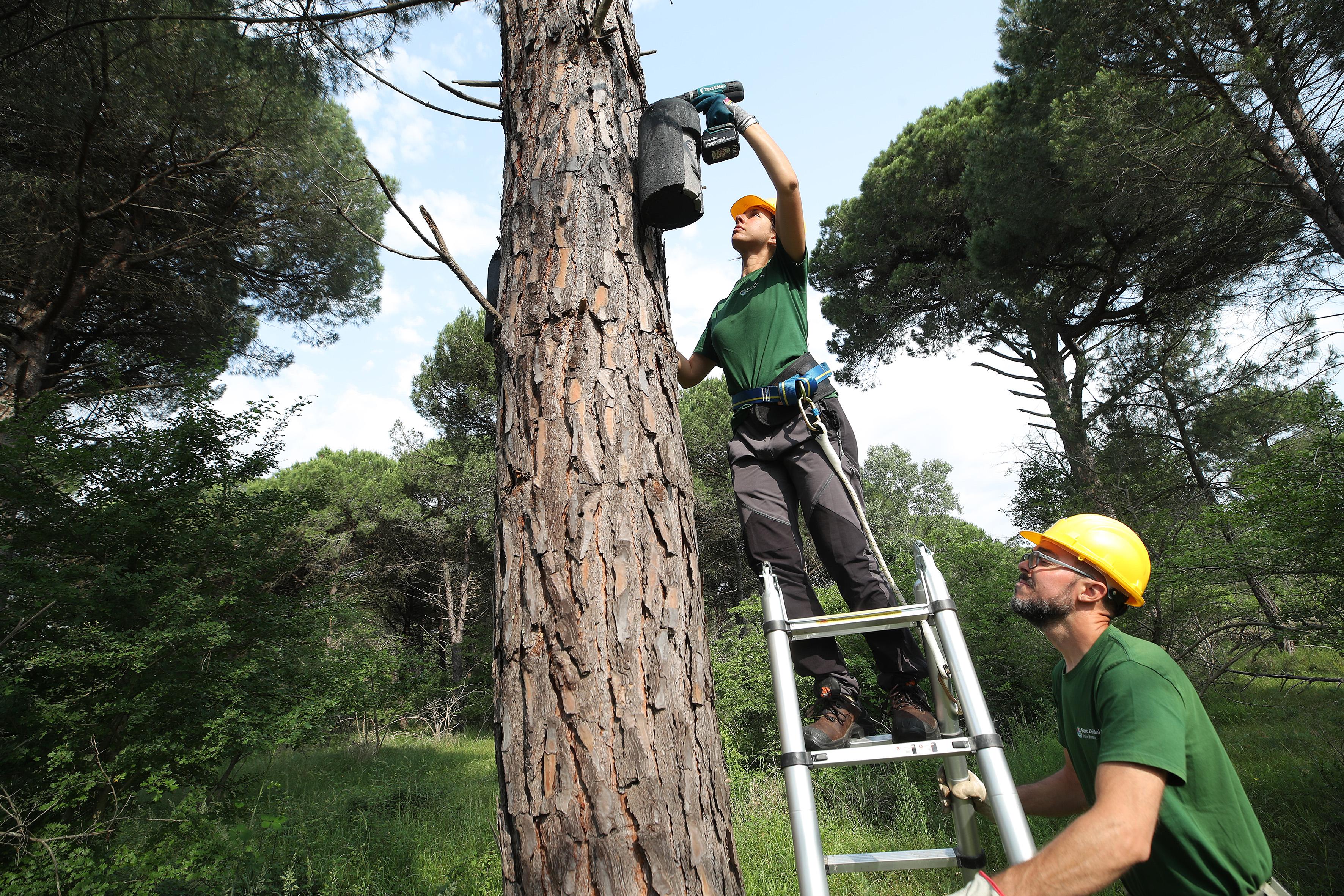 Case dei pipistrelli, in arrivo 100 bat box: “Preserviamoli, si cibano di zanzare e falene” Case dei pipistrelli, in arrivo 100 bat box: “Preserviamoli, si cibano di zanzare e falene”