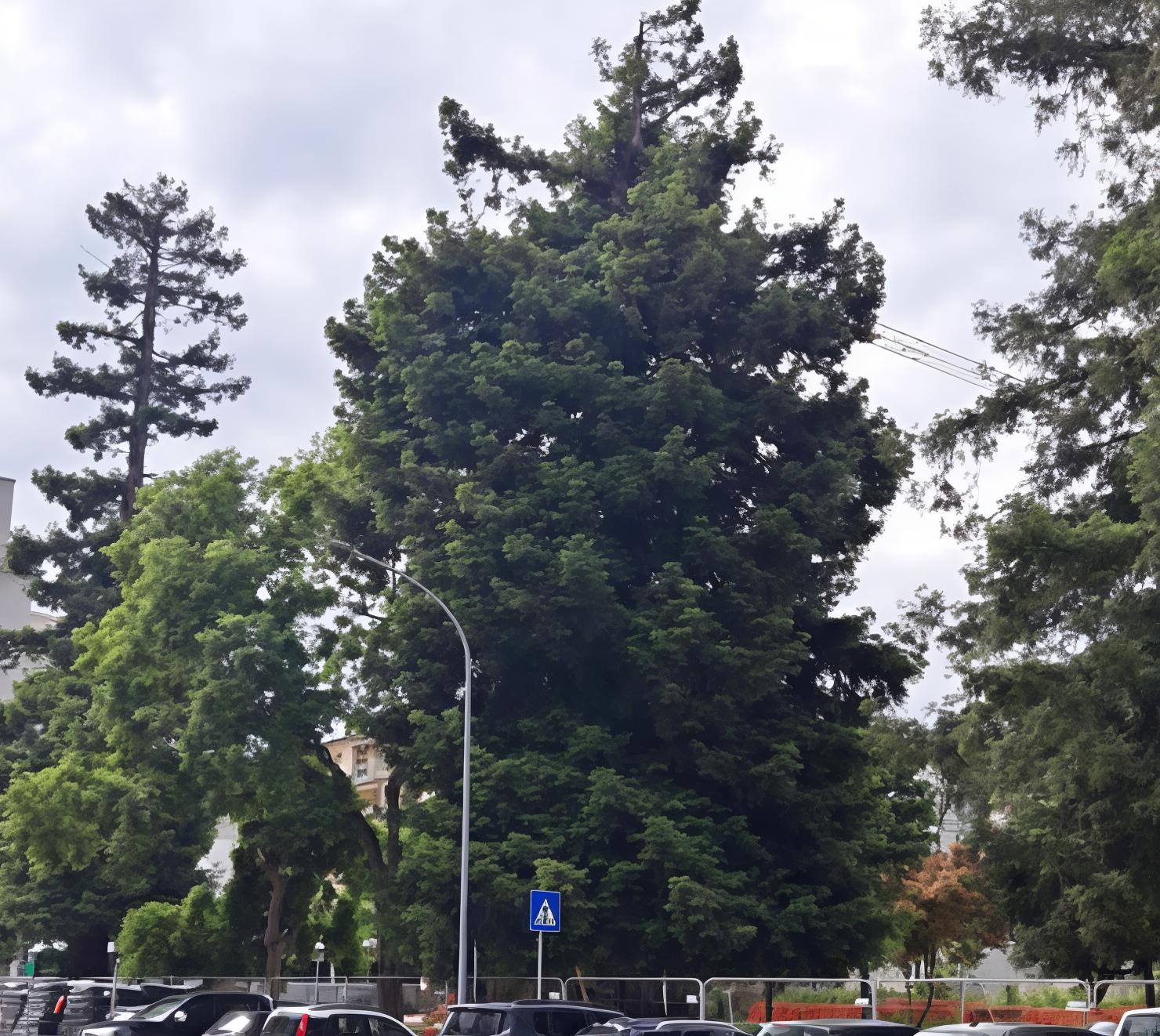 in sicurezza la sequoia di via vittorio emanuele orlando