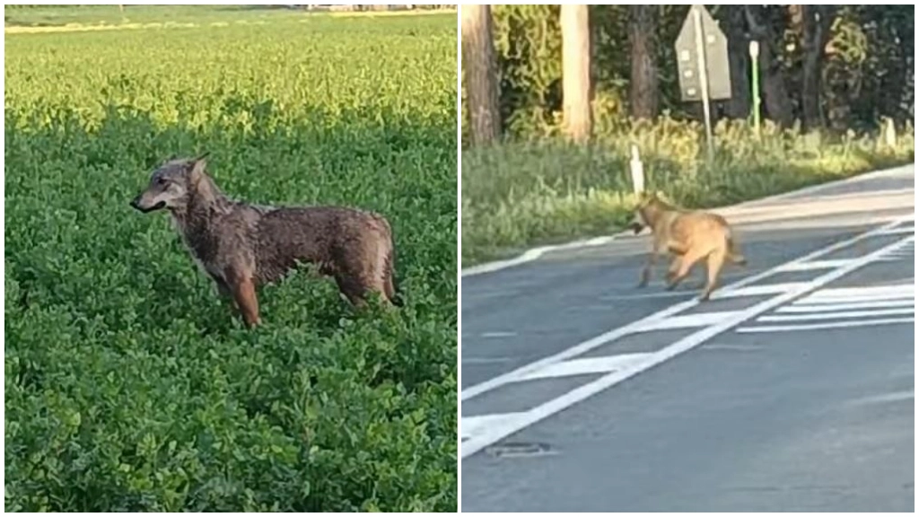 Il lupo filmato a pochi passi dal quartiere Pedagna di Imola