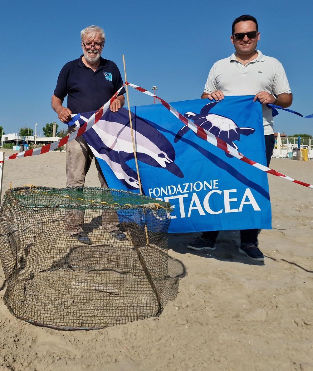 Tartaruga depone cento uova in spiaggia Tartaruga depone cento uova in spiaggia