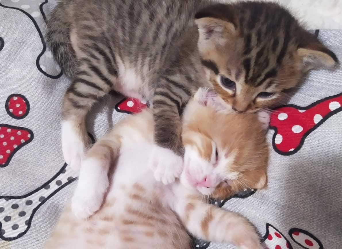perseguitano e uccidono i miei gattini