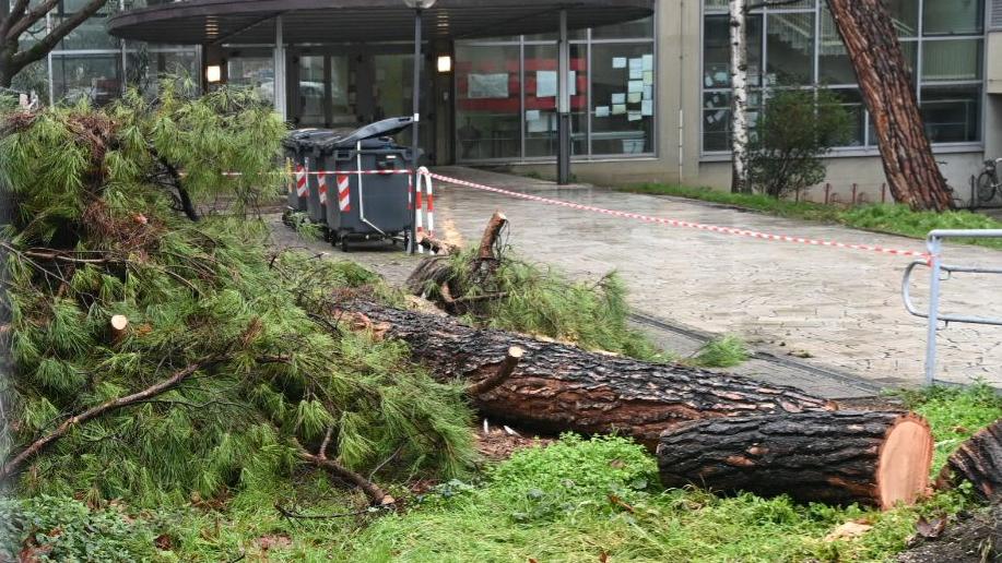 Maltempo, un grande pino crolla su una scuola media a Bologna: cosa è successo
