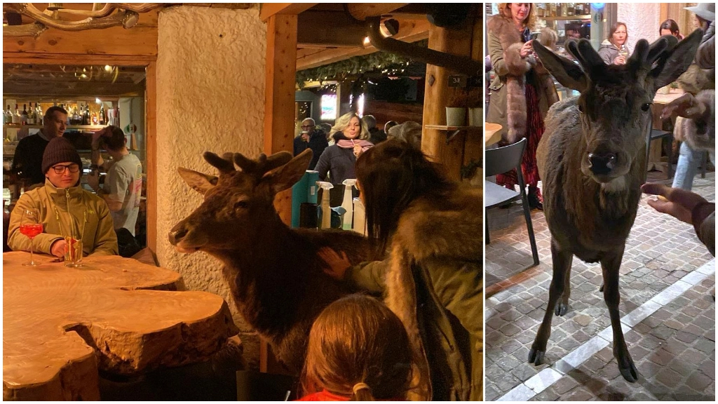 Il cervo Isaia partecipa a un aperitivo in centro a Cortina