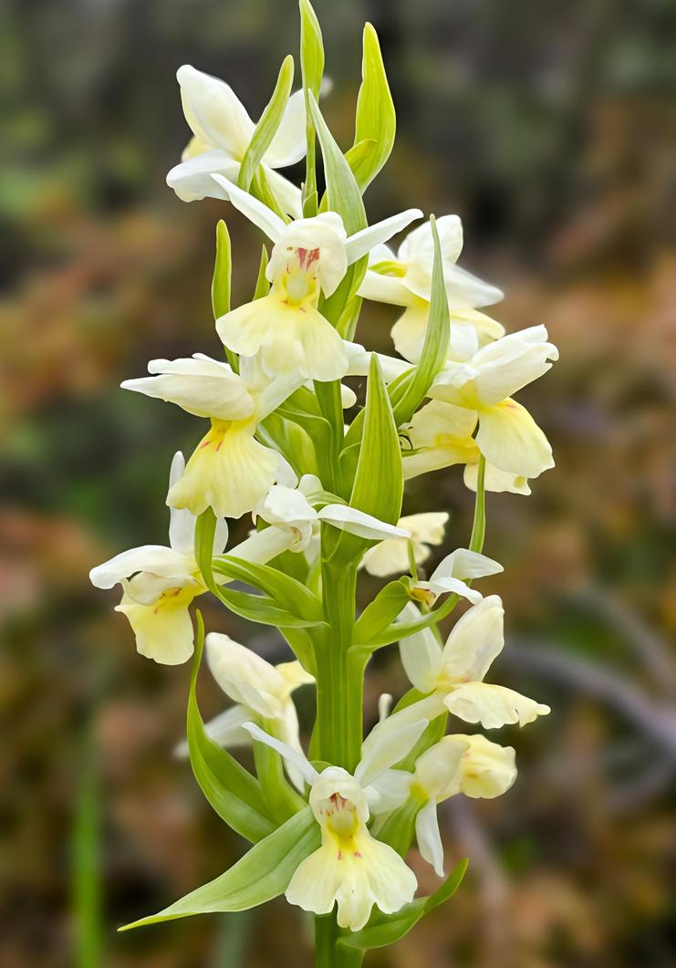 Parco, individuate due nuove specie di orchidea Parco, individuate due nuove specie di orchidea