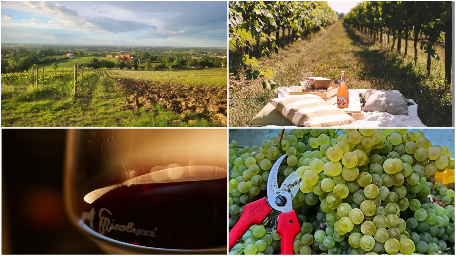 cantine aperte 2025 in emiliaromagna un weekend all insegna del vino dove andare da Ilrestodelcarlino.it cantine aperte 2025 in emiliaromagna un weekend all insegna del vino dove andare