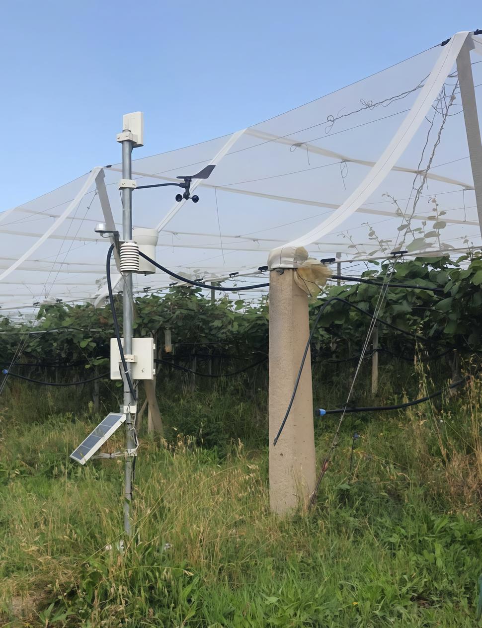 agricoltura e alta tecnologia sensori e immagini satellitari per aiutare i produttori di kiwi