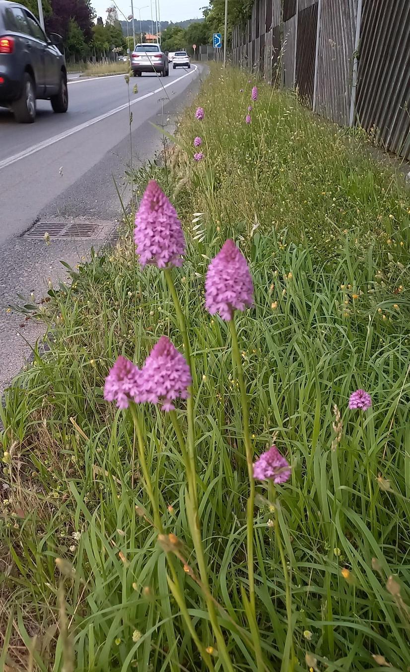 "Quelle orchidee sono protette, salvatele" "Quelle orchidee sono protette, salvatele"