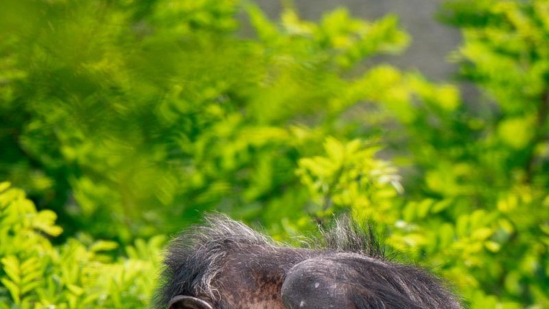 Fiocco azzurro allo Zoo safari. È nato un piccolo scimpanzé