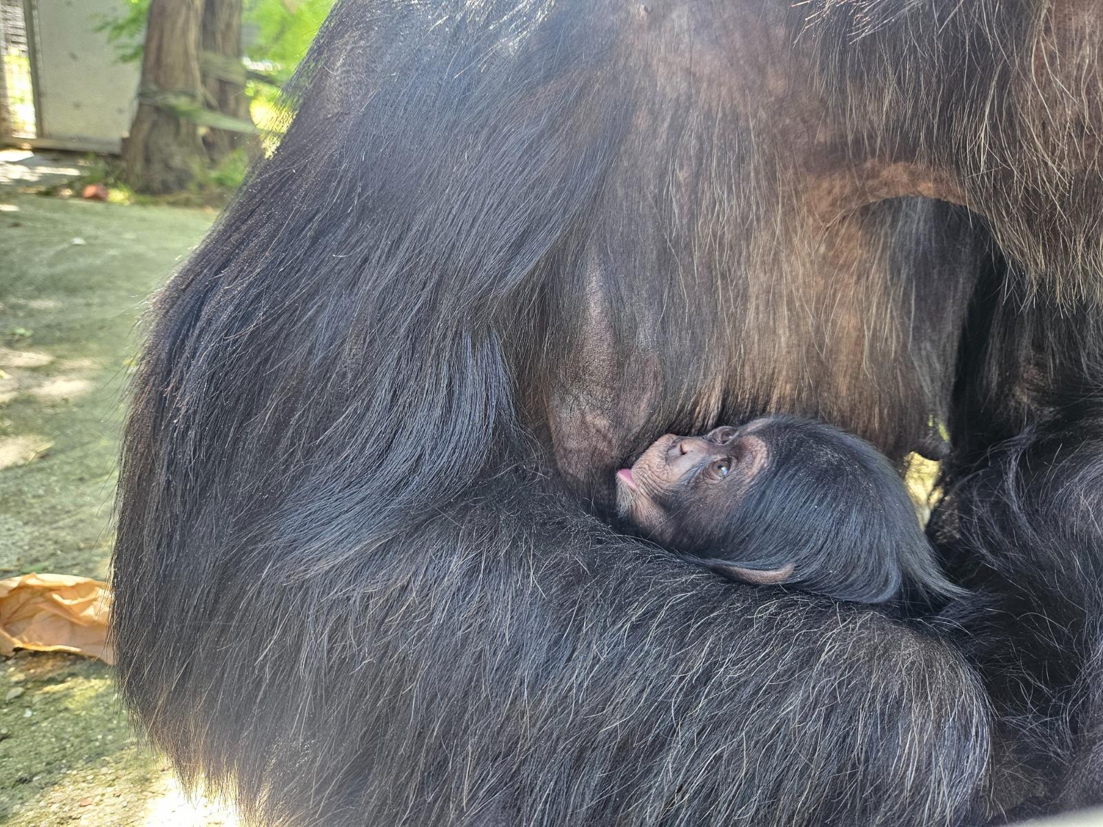 al safari ravenna è nata una cucciola di scimpanzè jane da Ilrestodelcarlino.it al safari ravenna è nata una cucciola di scimpanzè jane