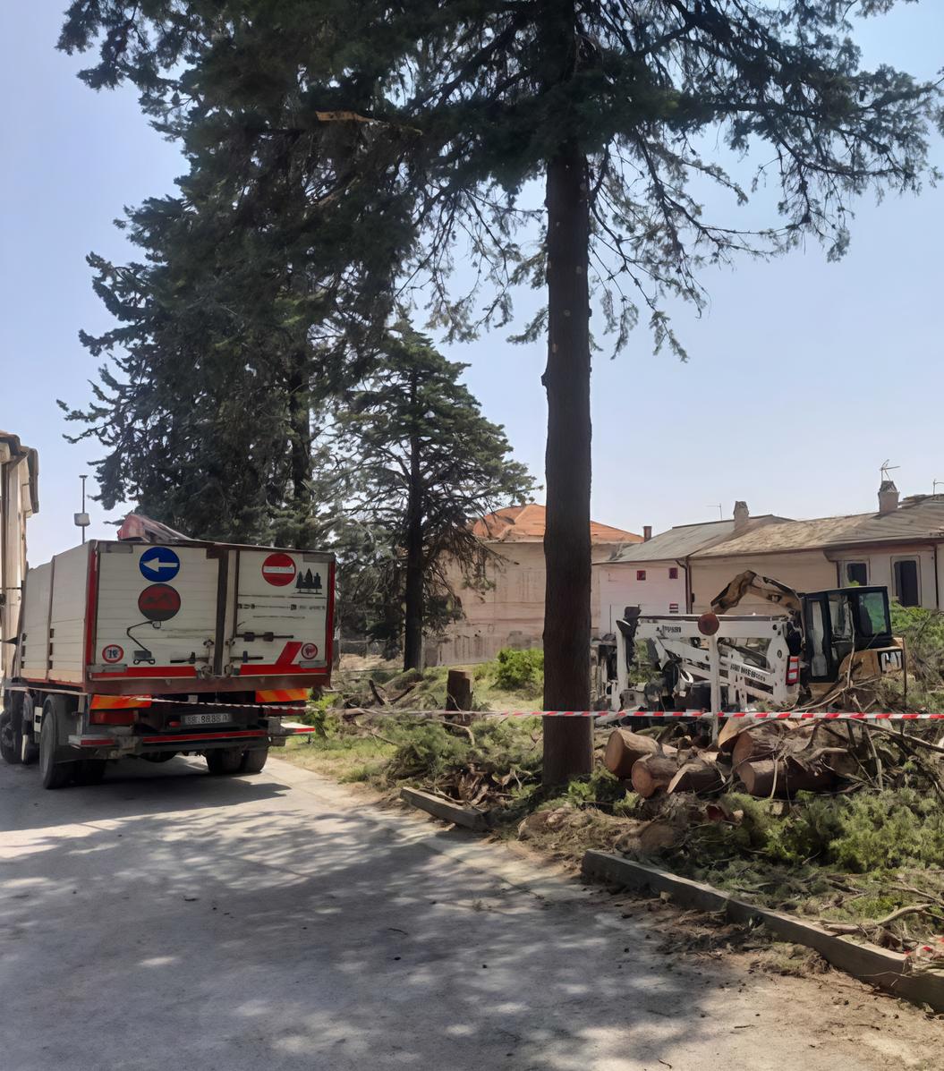 Tagliata una pineta, protesta dei cittadini contro il Comune Tagliata una pineta, protesta dei cittadini contro il Comune