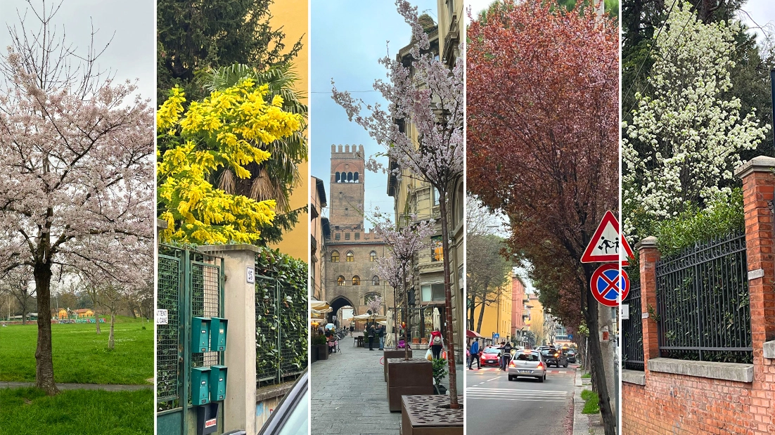 Da via degli Orefici ai Giardini Margherita, ecco i primi alberi in fiore a Bologna