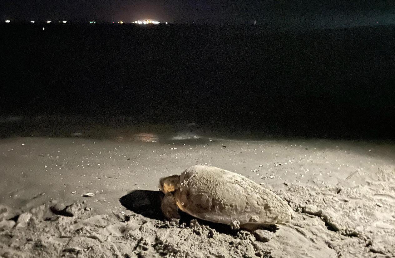 Sorpresa in riva al mare. Spunta un nido con 98 uova di tartaruga Sorpresa in riva al mare. Spunta un nido con 98 uova di tartaruga