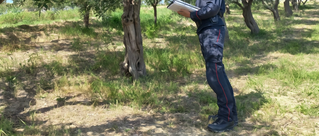 Una nota società agricola cittadina dovrà pagare 12mila euro di sanzione. La scoperta dei carabinieri forestali in seguito alla segnalazione di un cittadino.
