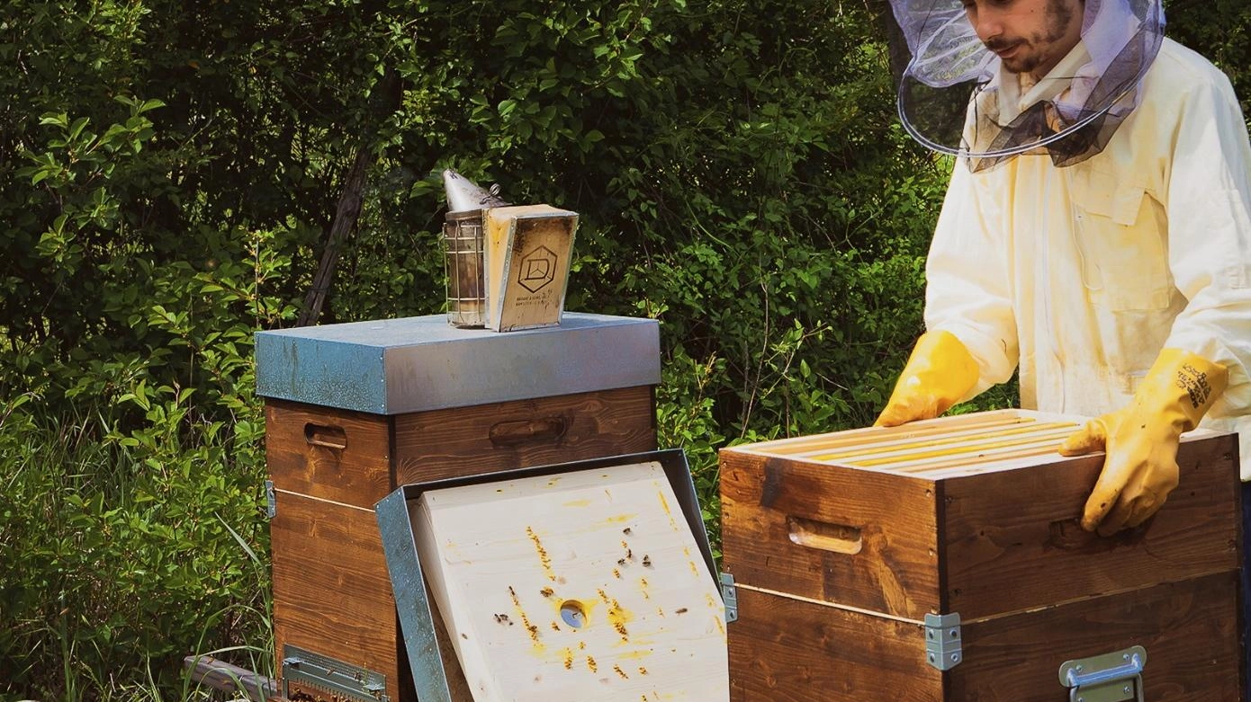 Durante la pandemia, le api hanno beneficiato di minori contaminazioni e pesticidi. Tuttavia, il monitoraggio 'Api e Orti' rivela un ritorno alla normalità pre-pandemica, con conseguenze negative sulla salute delle api.