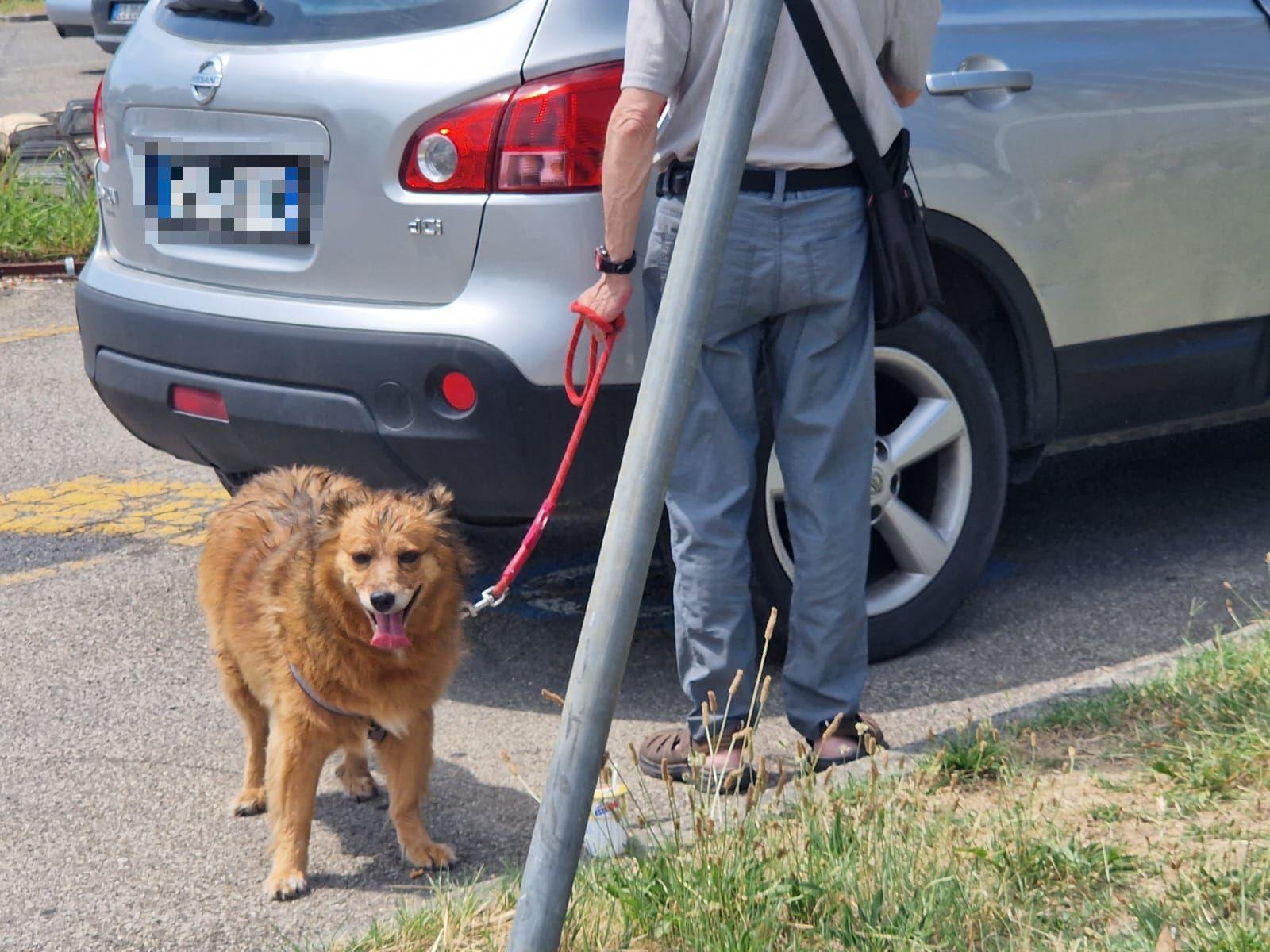 Cane in auto sotto il sole: salvato da una passante Cane in auto sotto il sole: salvato da una passante