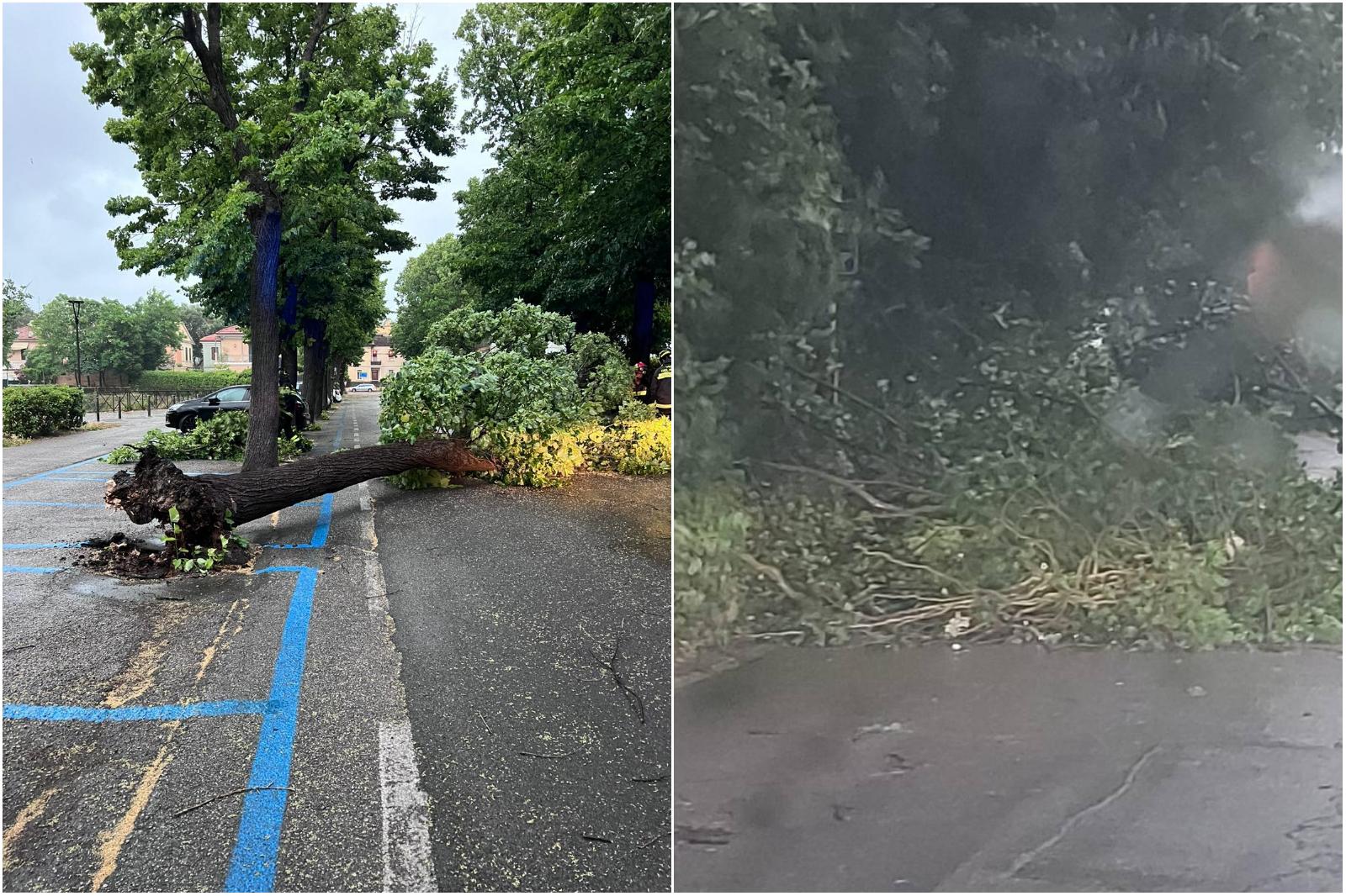 Maltempo a Pesaro, alberi abbattuti dal vento e danni sul lungomare Maltempo a Pesaro, alberi abbattuti dal vento e danni sul lungomare