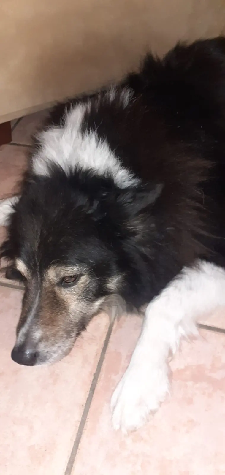 Ferita da una carabina ai polmoni: la cagnolina Debby in fin di vita