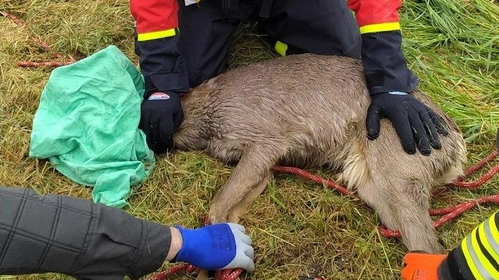 Salvato un cervo che rischiava di annegare. L’intervento dei pompieri
