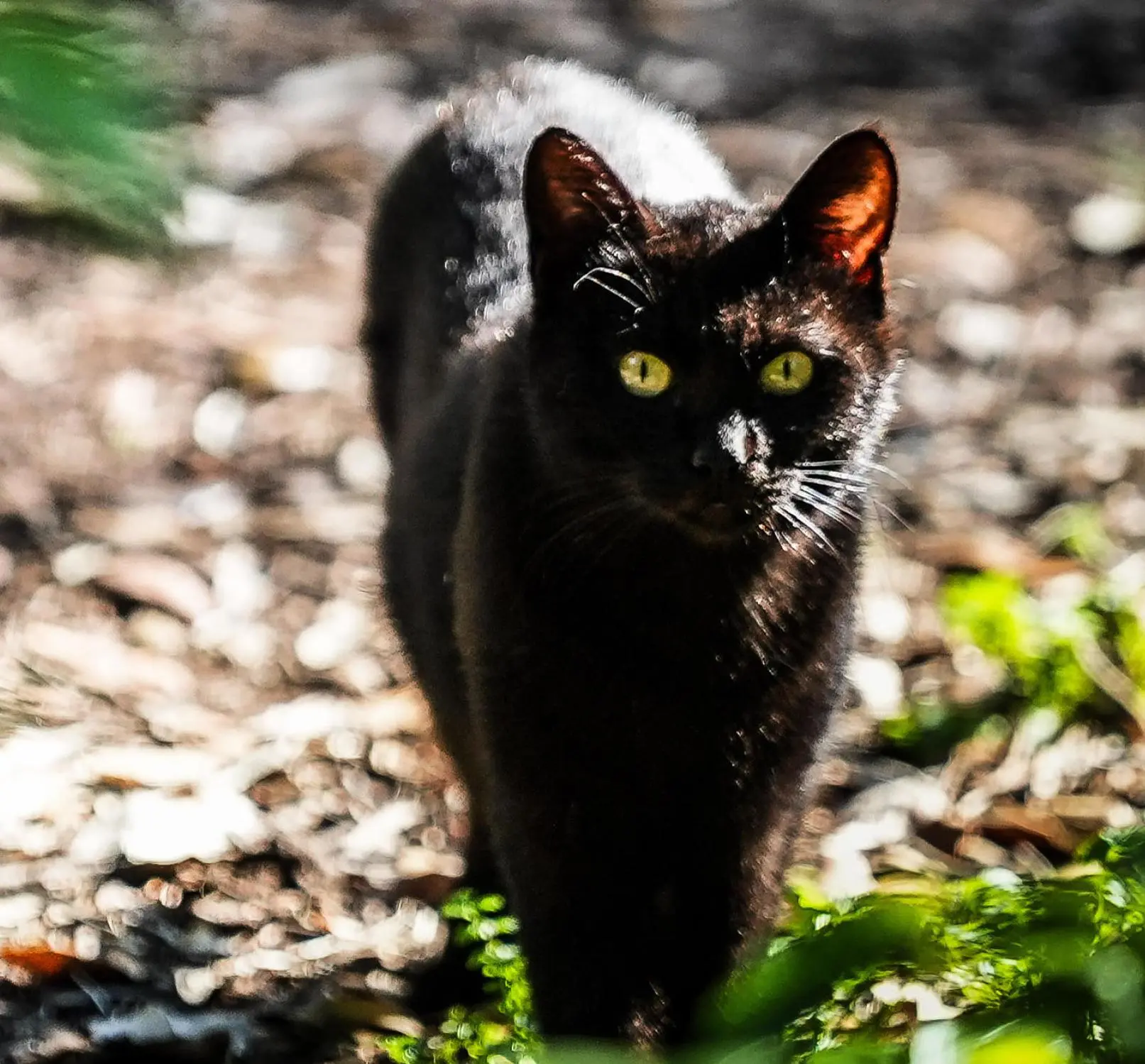 Una mostra sui gatti per sostenere l’Infermeria felina