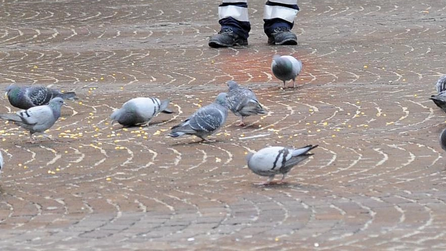 Il Comune mette un freno ai piccioni: "Dimezzati in centro storico"
