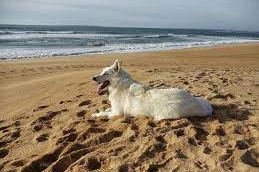 Da sabato 30 marzo al 2 novembre, libero accesso cani in spiaggia in sei apposite aree dei Lidi Ravennati