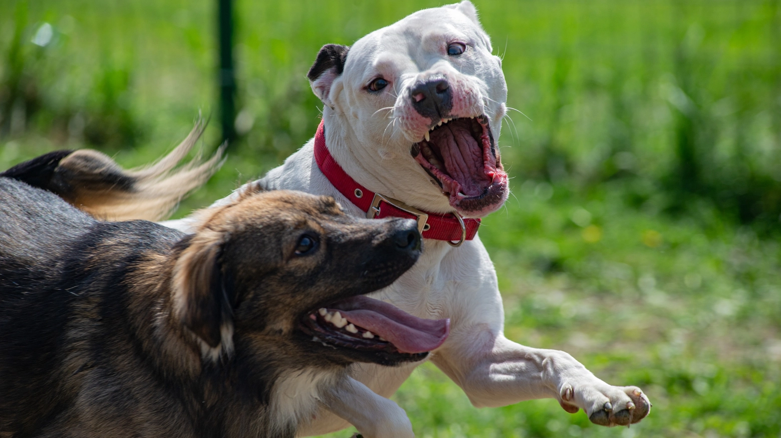 Pitbull aggredisce e uccide cagnolino, ferita la padrona