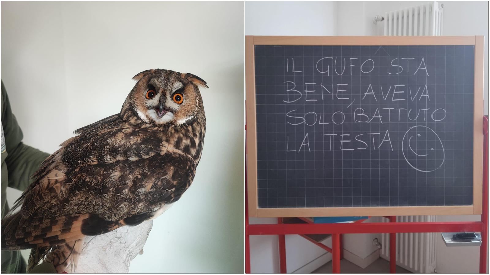 Gufo cade da Ilrestodelcarlino.it Gufo cade nel cortile della scuola gli studenti corrono a salvarlo
