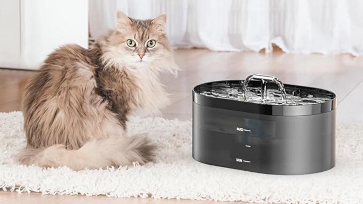 Fontanella per da Ilrestodelcarlino.it Fontanella per gatti e non solo super silenziosa su Amazon ti costa il 35 in meno