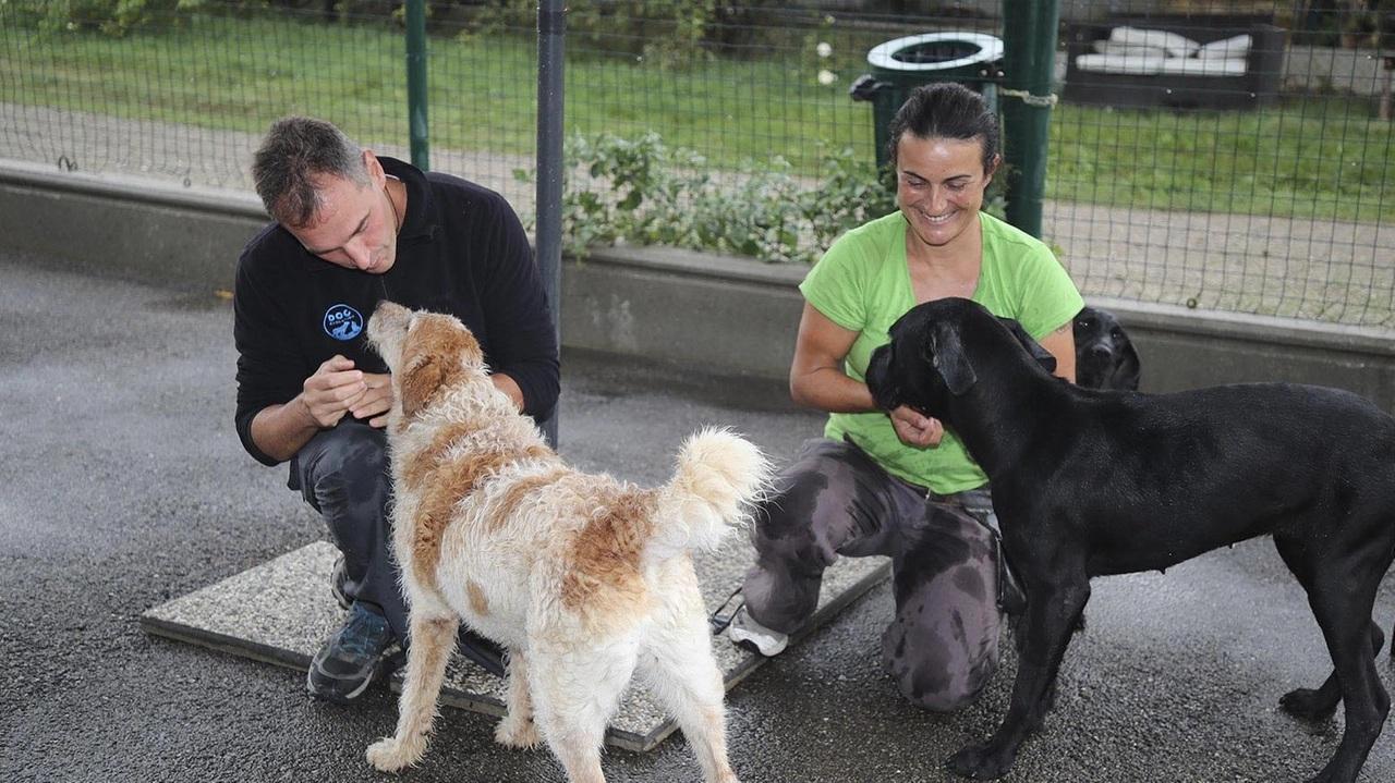 Canile e gattile comunali: eredità da 100mila euro Canile e gattile comunali: eredità da 100mila euro