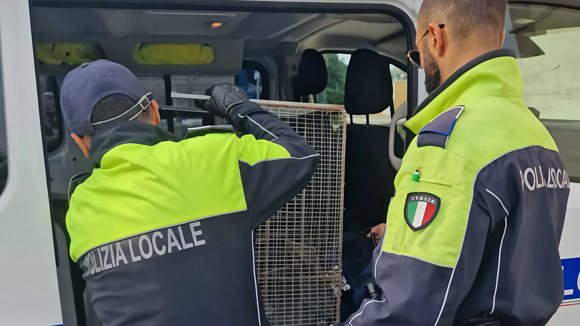 La trappole trovate dalla polizia locale La trappole trovate dalla polizia locale