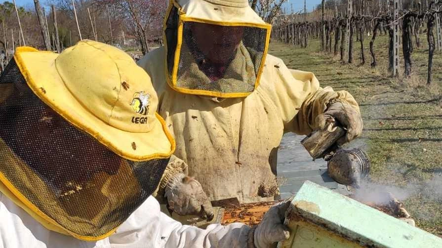 Clima pazzo, api e miele a rischio: "Al lavoro per salvare la stagione"