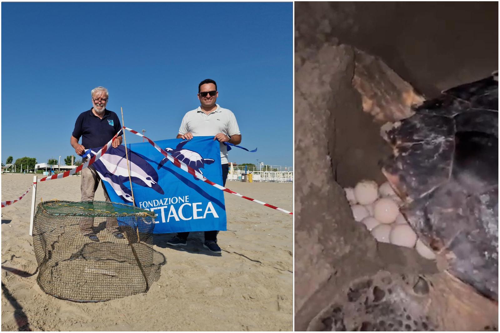 evento straordinario a riccione tartaruga depone le uova sulla spiaggia video