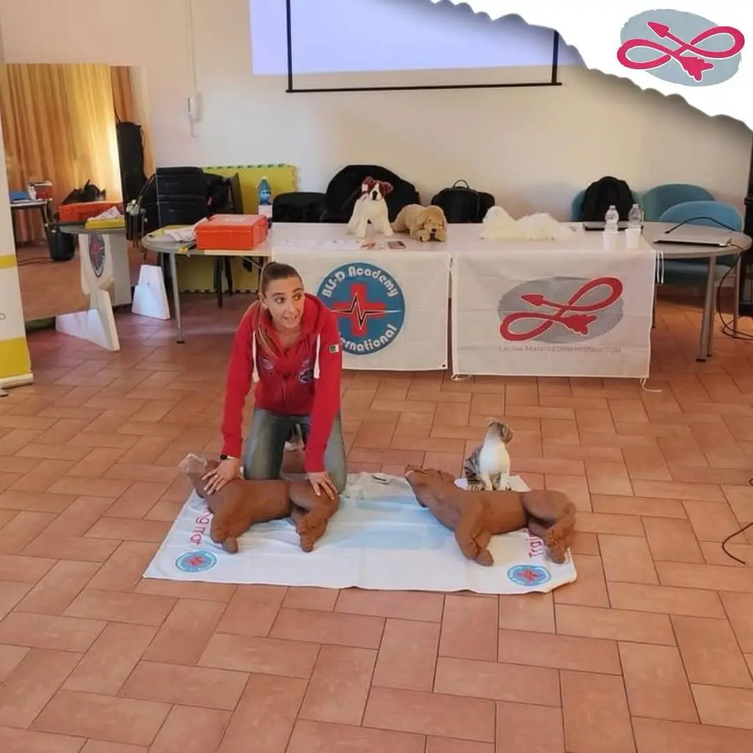 Come salvare un cane in caso di emergenza: dal massaggio cardiaco alle fasciature