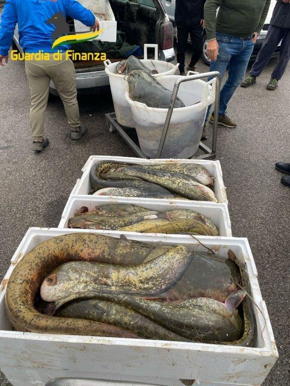 Sequestrati quintali da Ilrestodelcarlino.it Sequestrati 4 quintali di pesce siluro pescati nel Po valgono 5mila euro