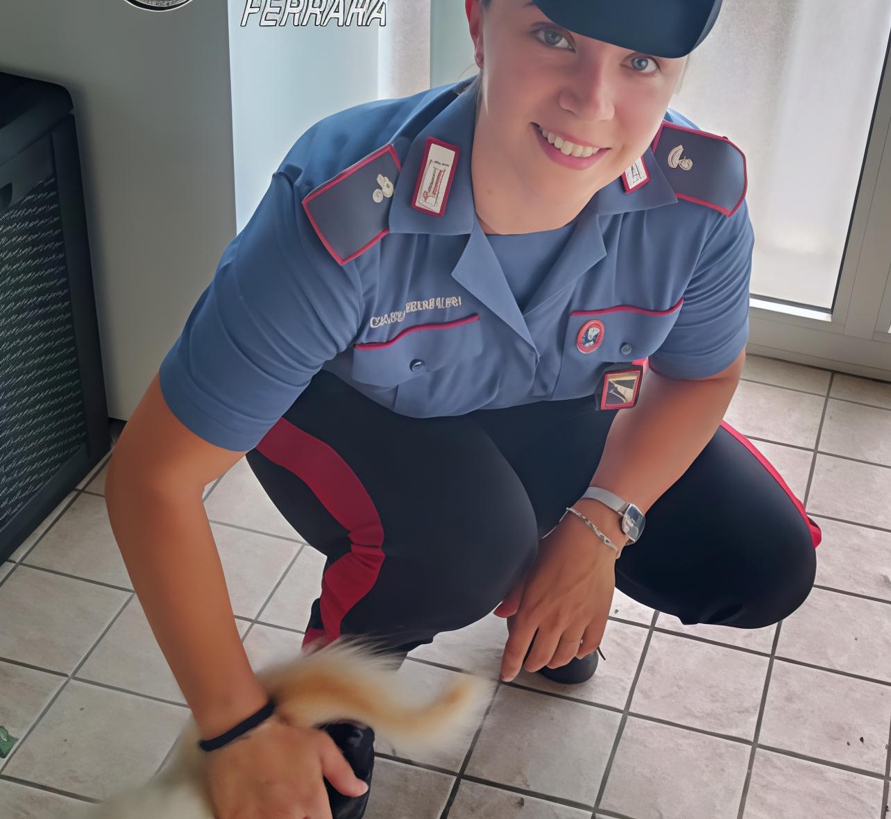 Abbandona il gatto per giorni. Denunciata per maltrattamento
